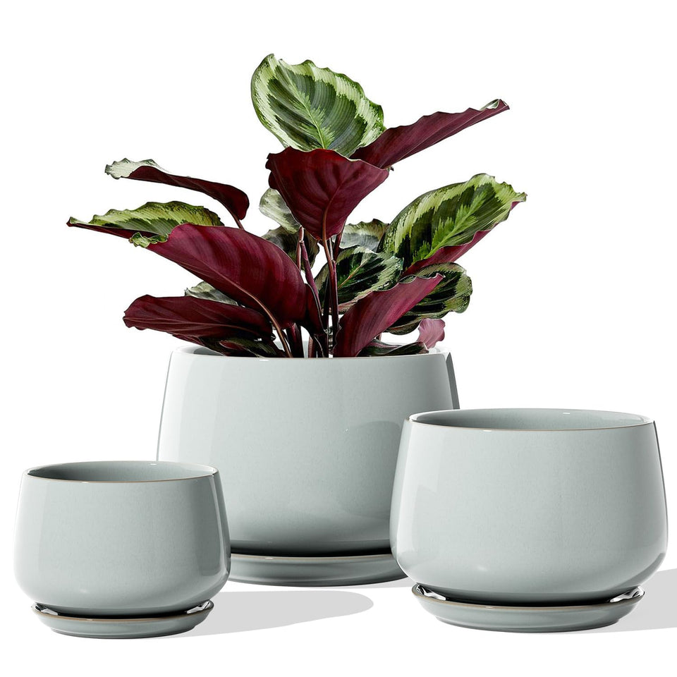 LE TAUCI large pot with saucer, ideal for statement indoor planting