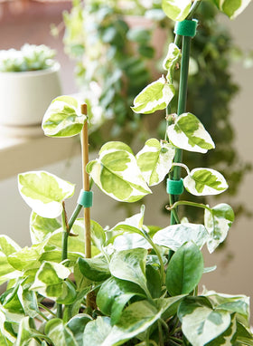 LE TAUCI Plant Ties in green color for a garden-ready look.
