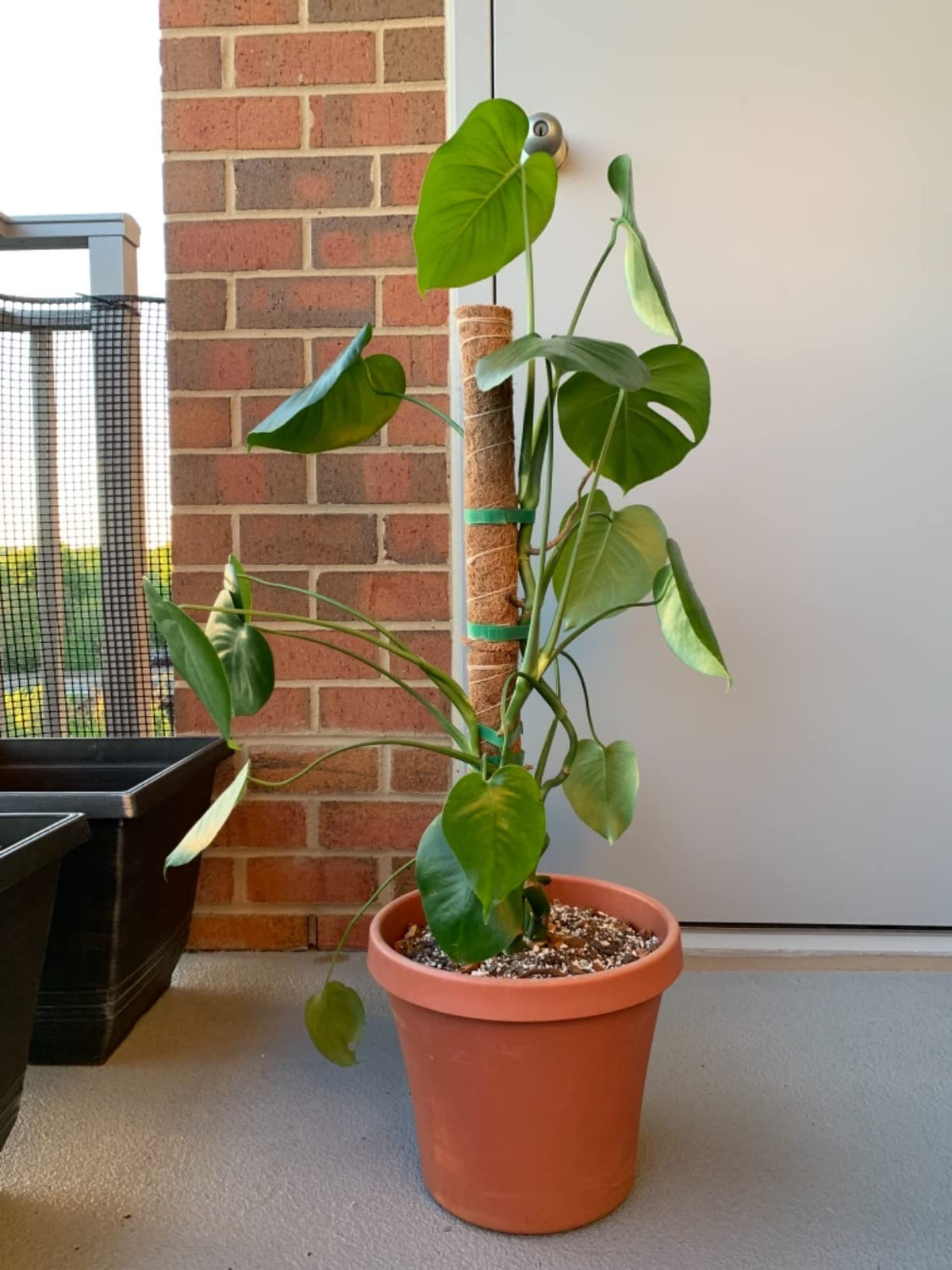 LE TAUCI Plant Ties showing soft-side inward use for gentle root protection.