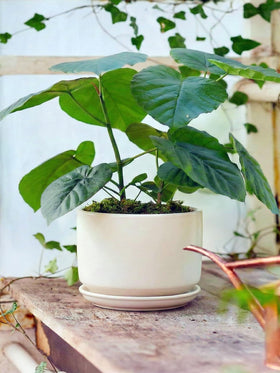 LE TAUCI stable weighted-base ceramic pot for lasting indoor use