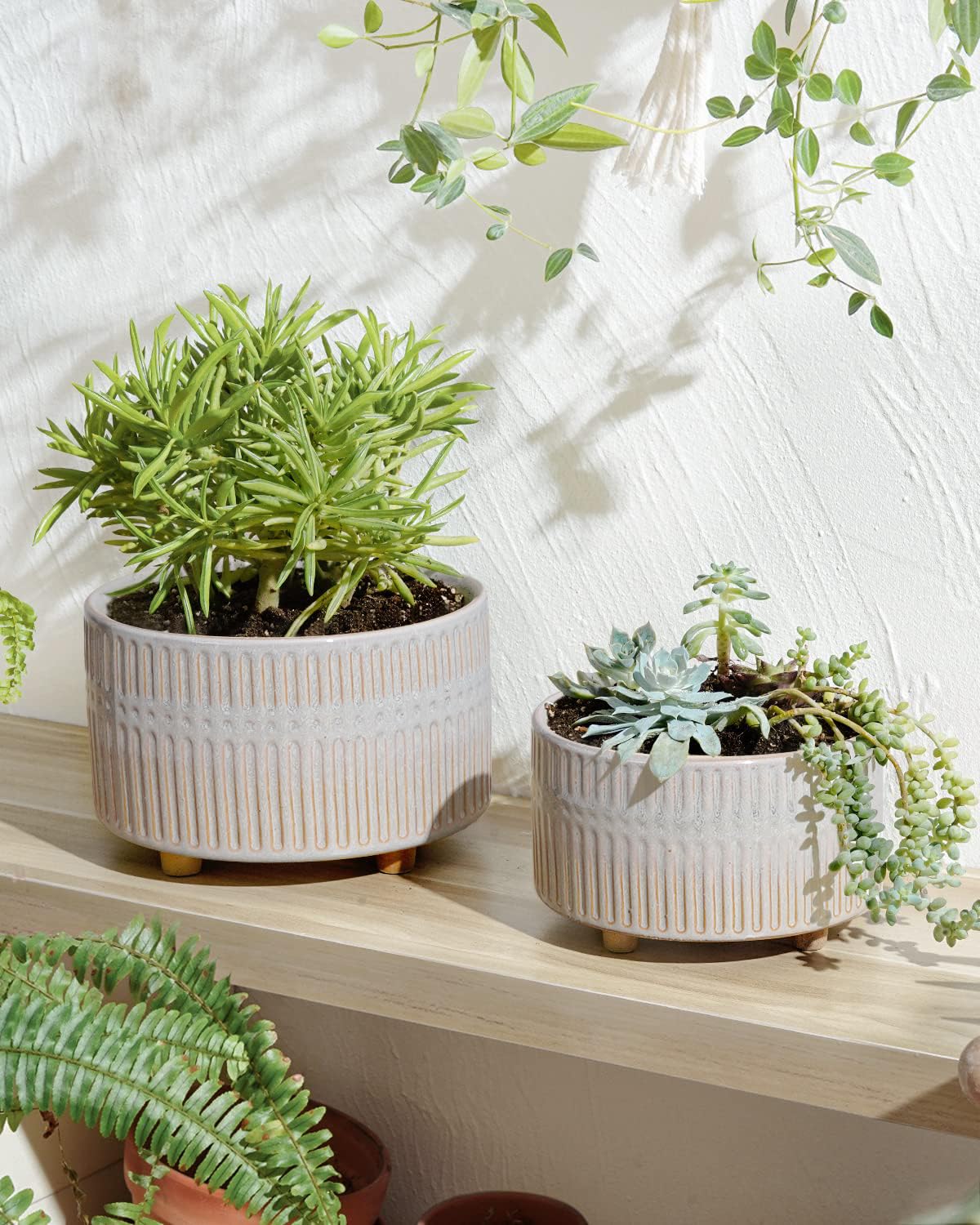 LE TAUCI succulent pots with 6.5-inch planter for compact plant clusters