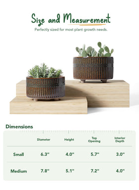 LE TAUCI set suits shelves and desks for stylish plant displays.