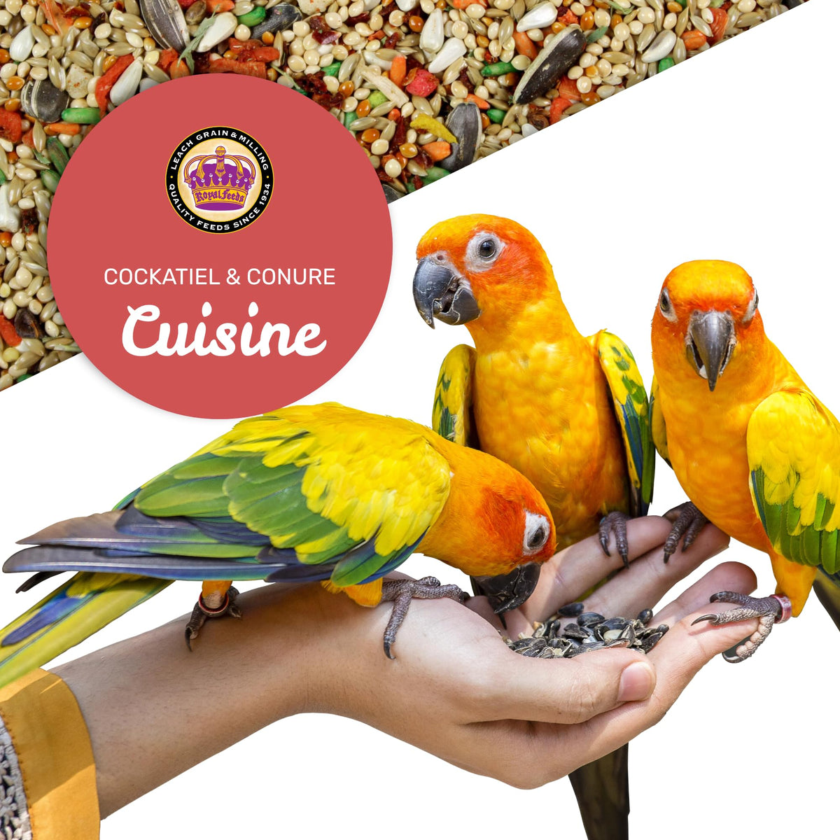 LEACH GRAIN and MILLING CO. Cockatiel and Conure Cuisine foraging textures image encourages natural eating.