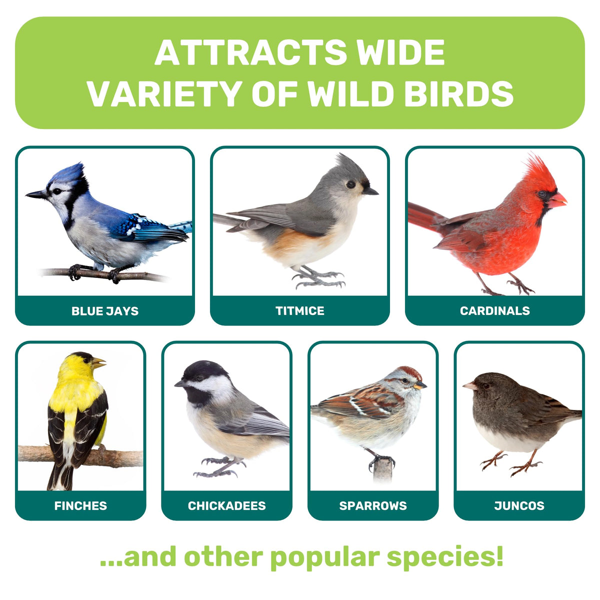Leach Grain & Milling Co. Nut-free mix close-up highlighting safe feeding for mixed bird species.