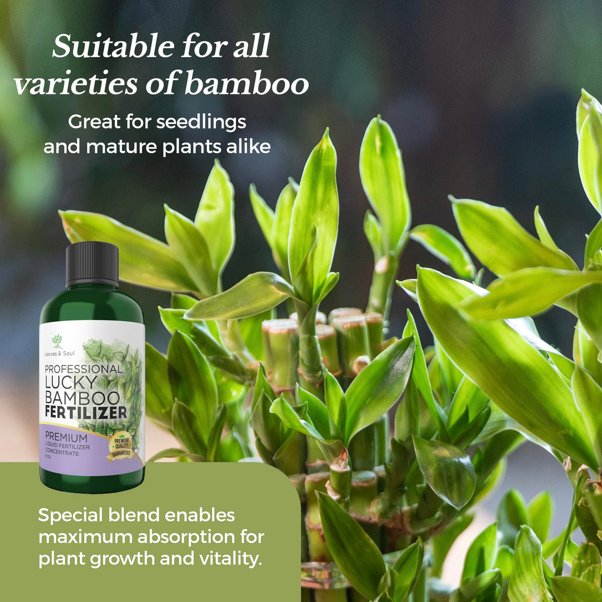 Leaves and Soul concentrate, easily diluted for simple indoor plant care.