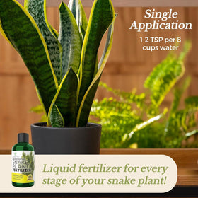 Leaves and Soul easy-dilute mix water shown for simple nutrient delivery