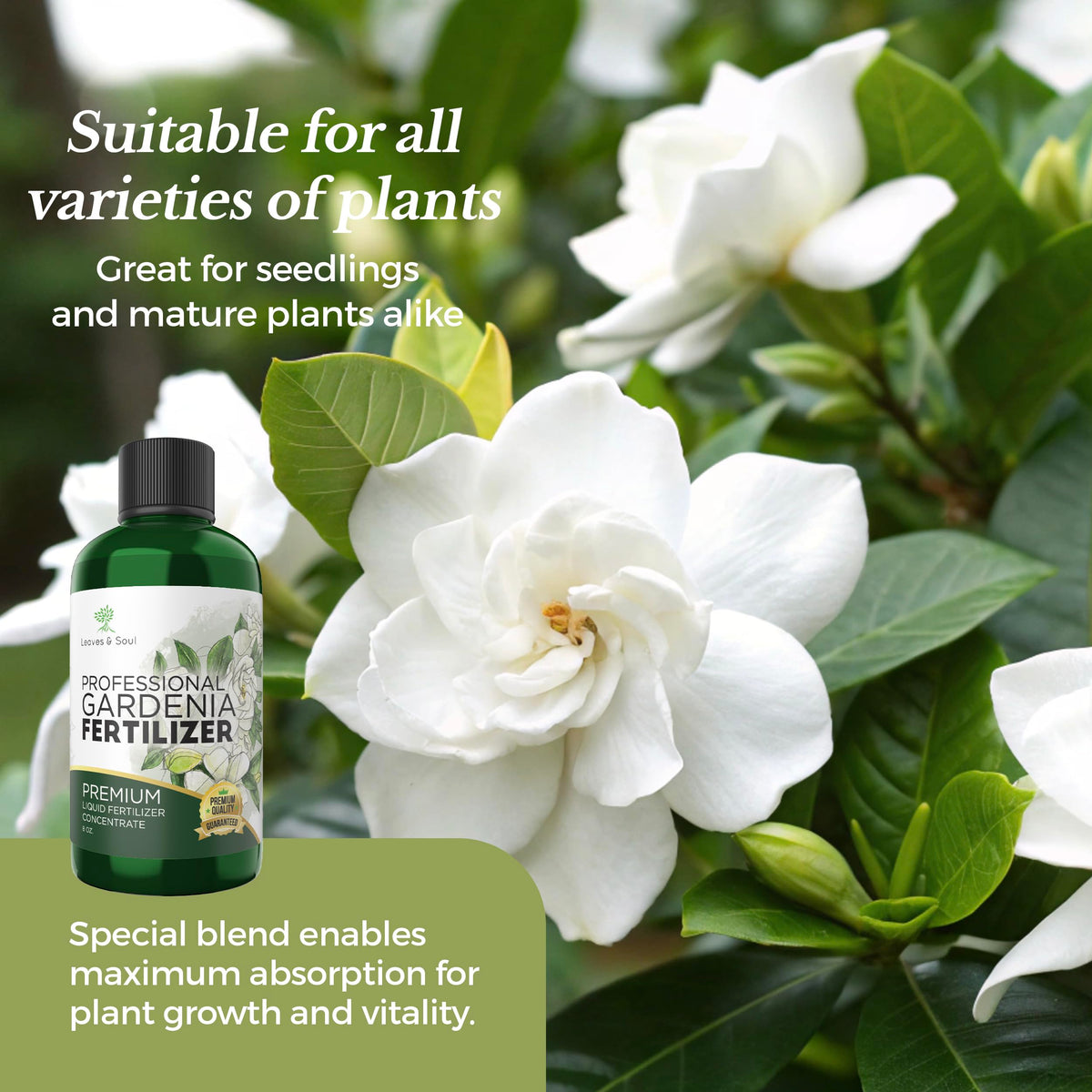 Bloom close-up showing vibrant flowers aided by Leaves and Soul Gardenia fertilizer