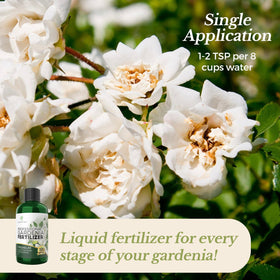 Strong roots and greener leaves from Leaves and Soul Gardenia fertilizer application