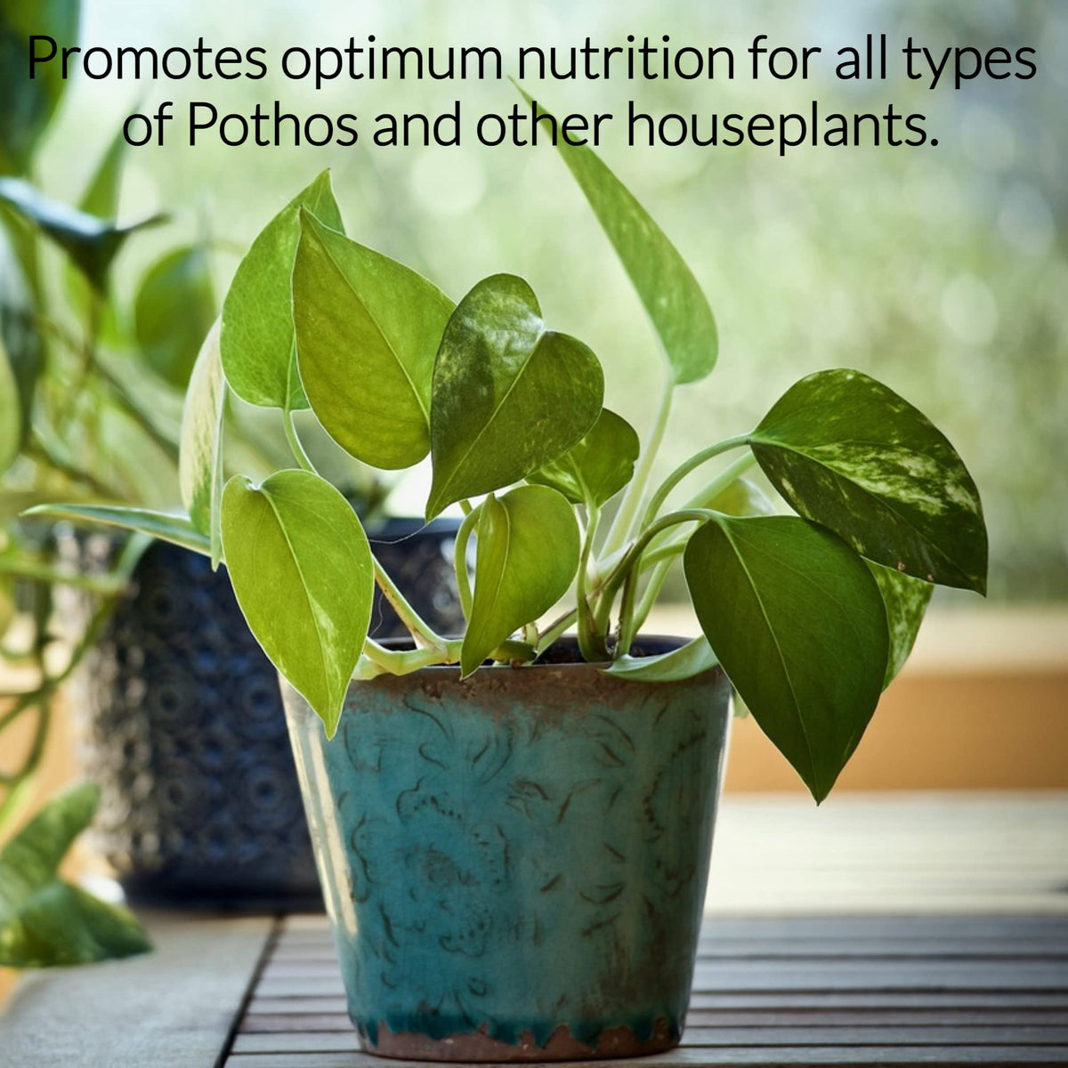 Leaves and Soul indoor plants 3-1-2 supports general houseplant growth.