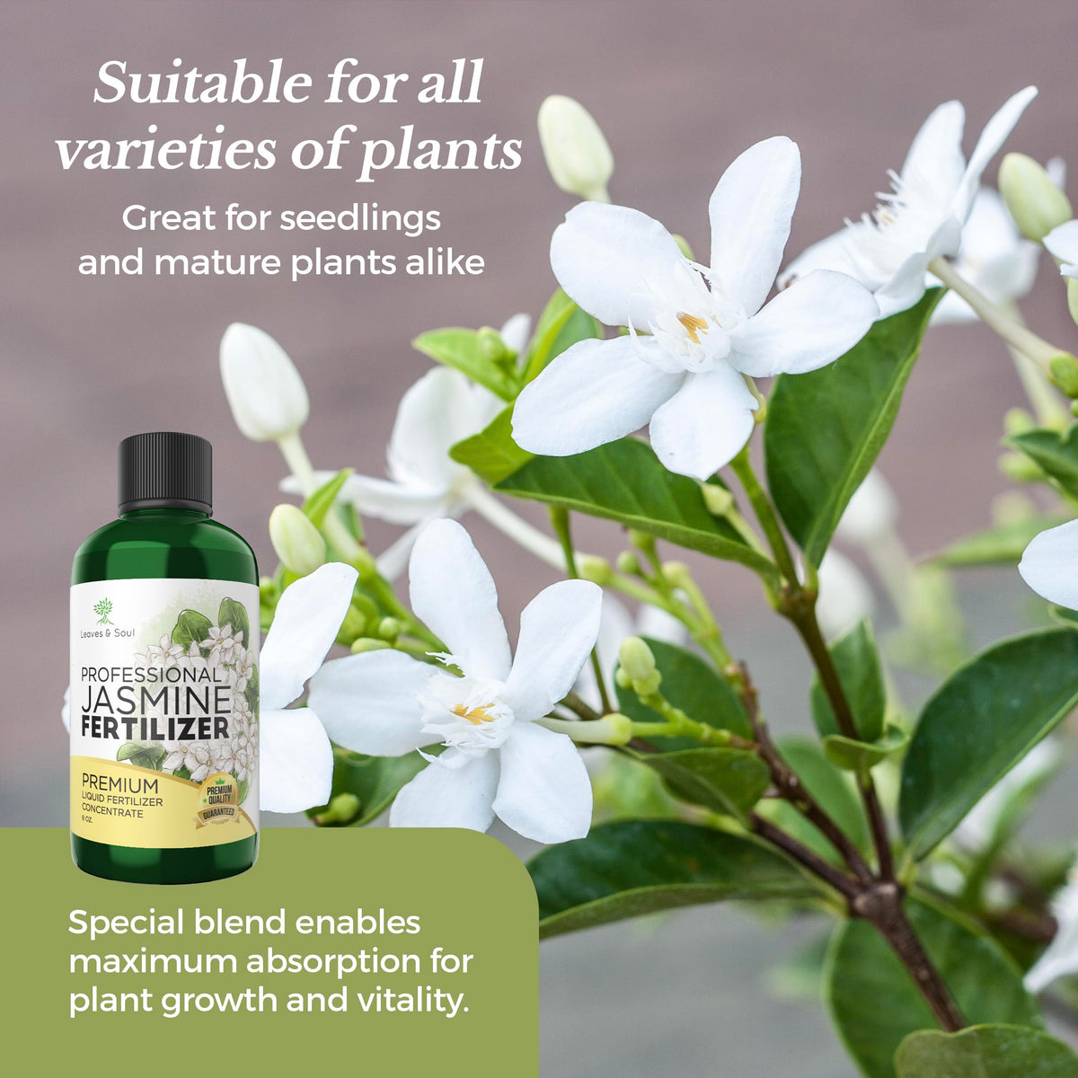 Leaves and Soul jasmine fertilizer dilution cap enables easy feeding.