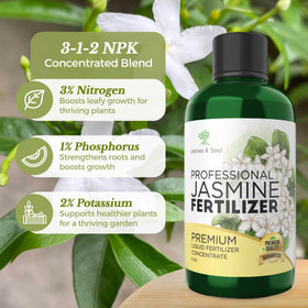 Leaves and Soul jasmine flowers close-up highlight rich blooms.