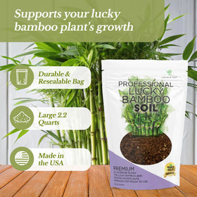Leaves and Soul Lucky Bamboo soil stem growth close-up; supports healthy root development