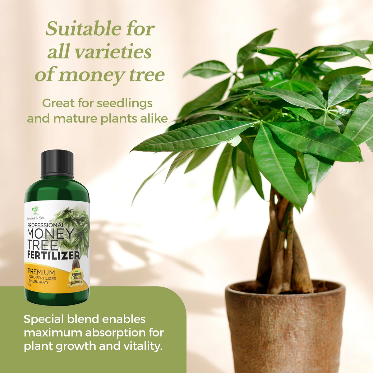 Close-up of money tree leaves after feeding with Leaves and Soul fertilizer