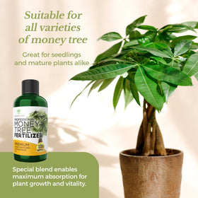 Close-up of money tree leaves after feeding with Leaves and Soul fertilizer