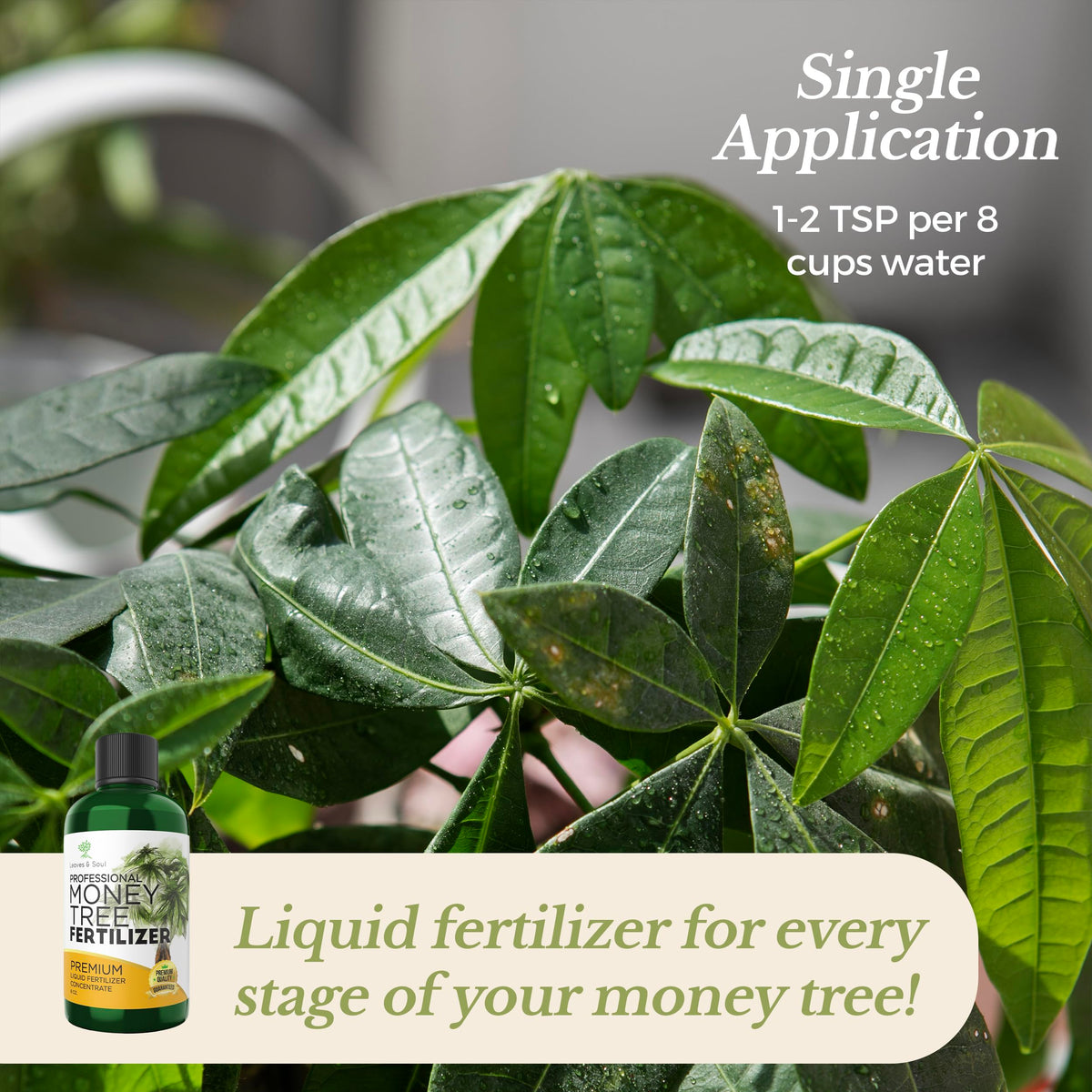 Pouring Leaves and Soul fertilizer shows simple dilution for quick feeding
