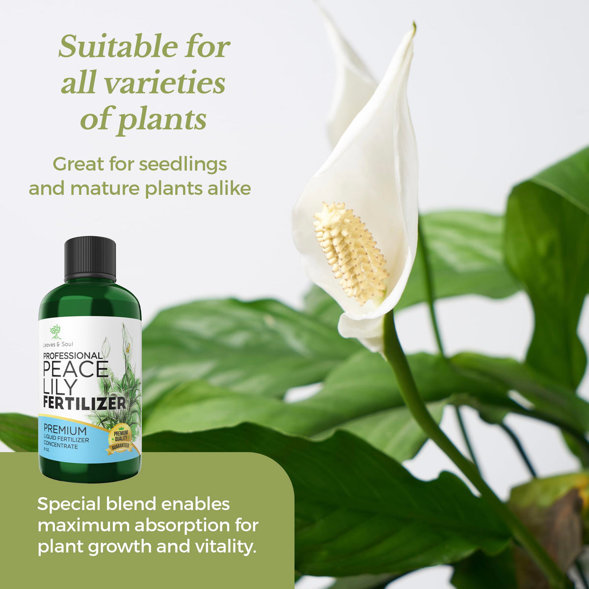 Leaves and Soul peace lily flowers and foliage image suggests lush blooms and vibrant leaves.