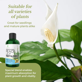Leaves and Soul peace lily flowers and foliage image suggests lush blooms and vibrant leaves.