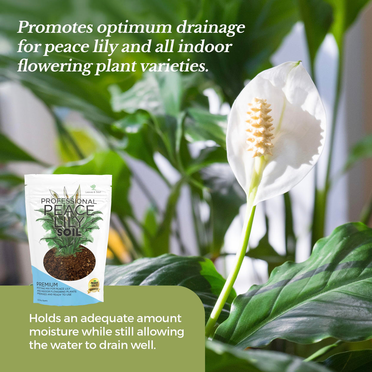 Leaves and Soul peace lily root health image, promotes healthy root development.