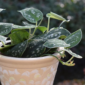 Leaves and Soul pothos vine health demonstrates strong trailing vines.