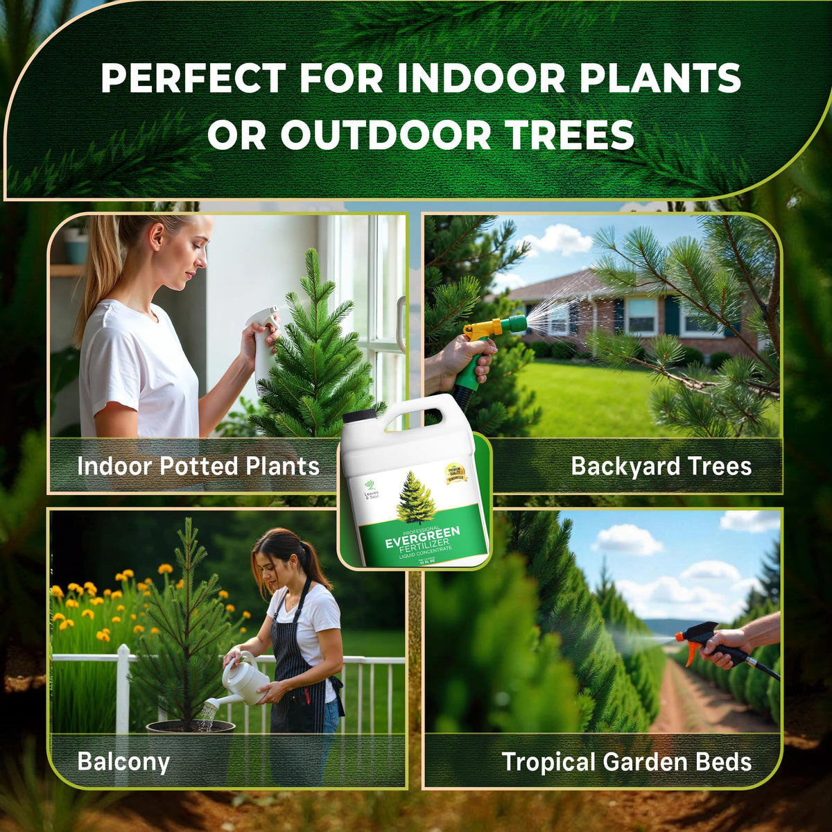 Leaves and Soul privacy hedge shows dense green growth from balanced formula