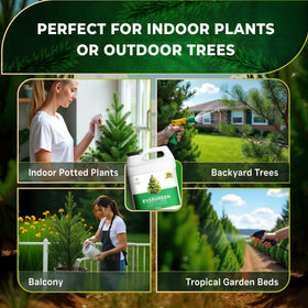 Leaves and Soul privacy hedge shows dense green growth from balanced formula