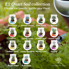 Leaves and Soul root-friendly succulent blend supports various succulents indoors.