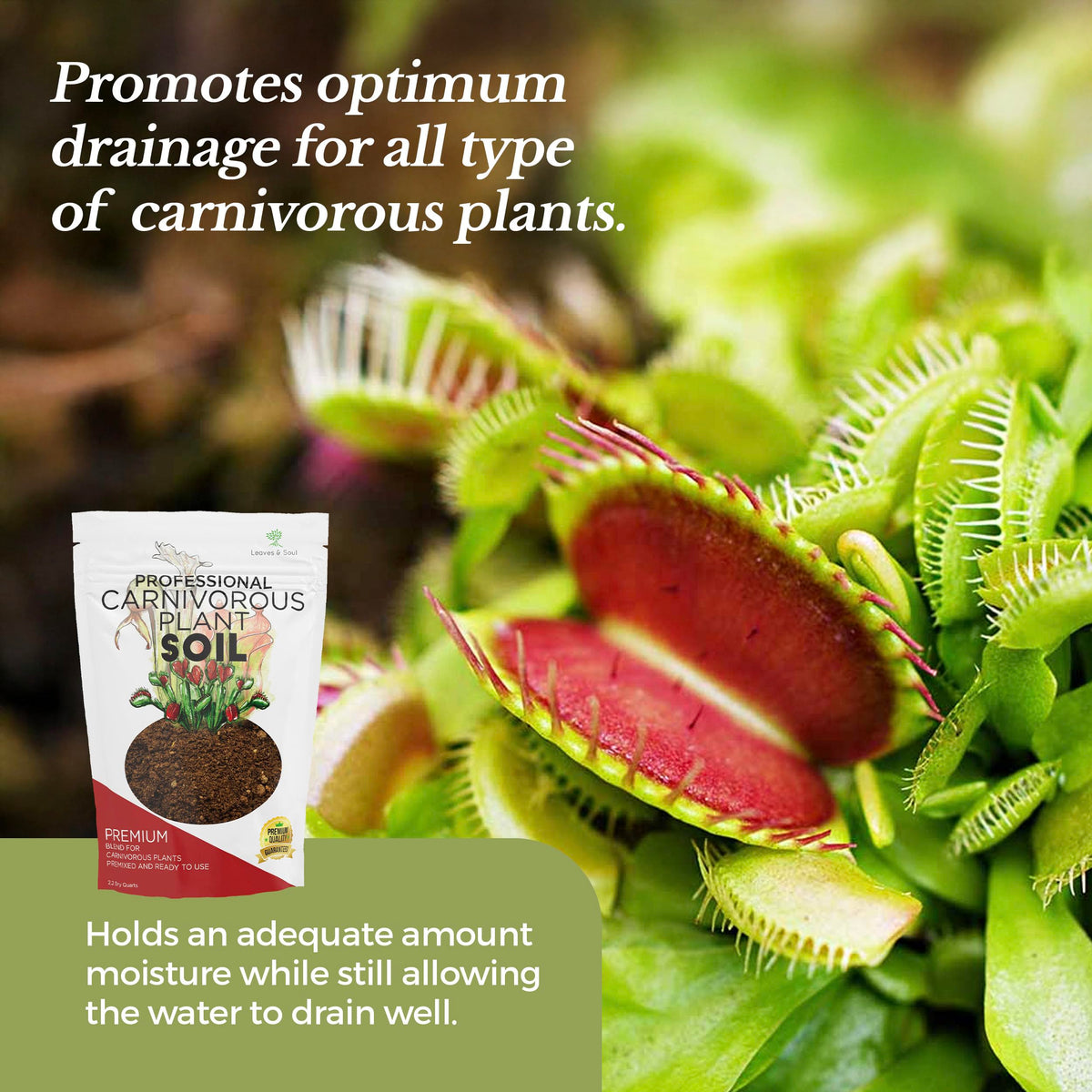 Leaves and Soul sundew root moisture promotes damp but not waterlogged environment.