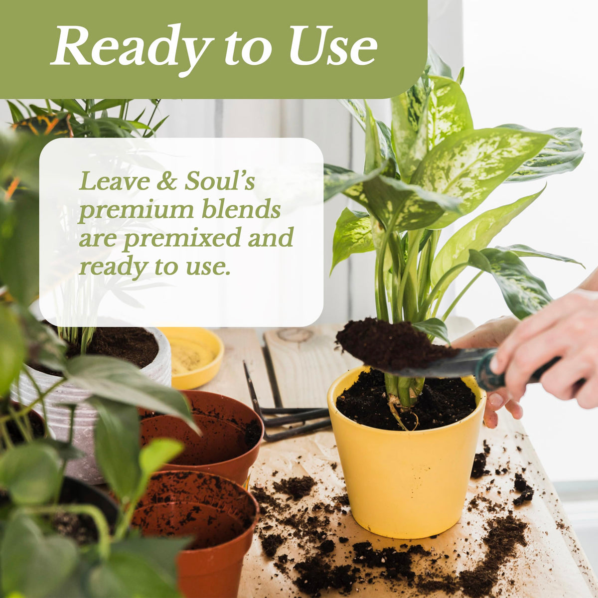 Leaves and Soul well-draining soil texture, aids airflow and prevents overwatering.