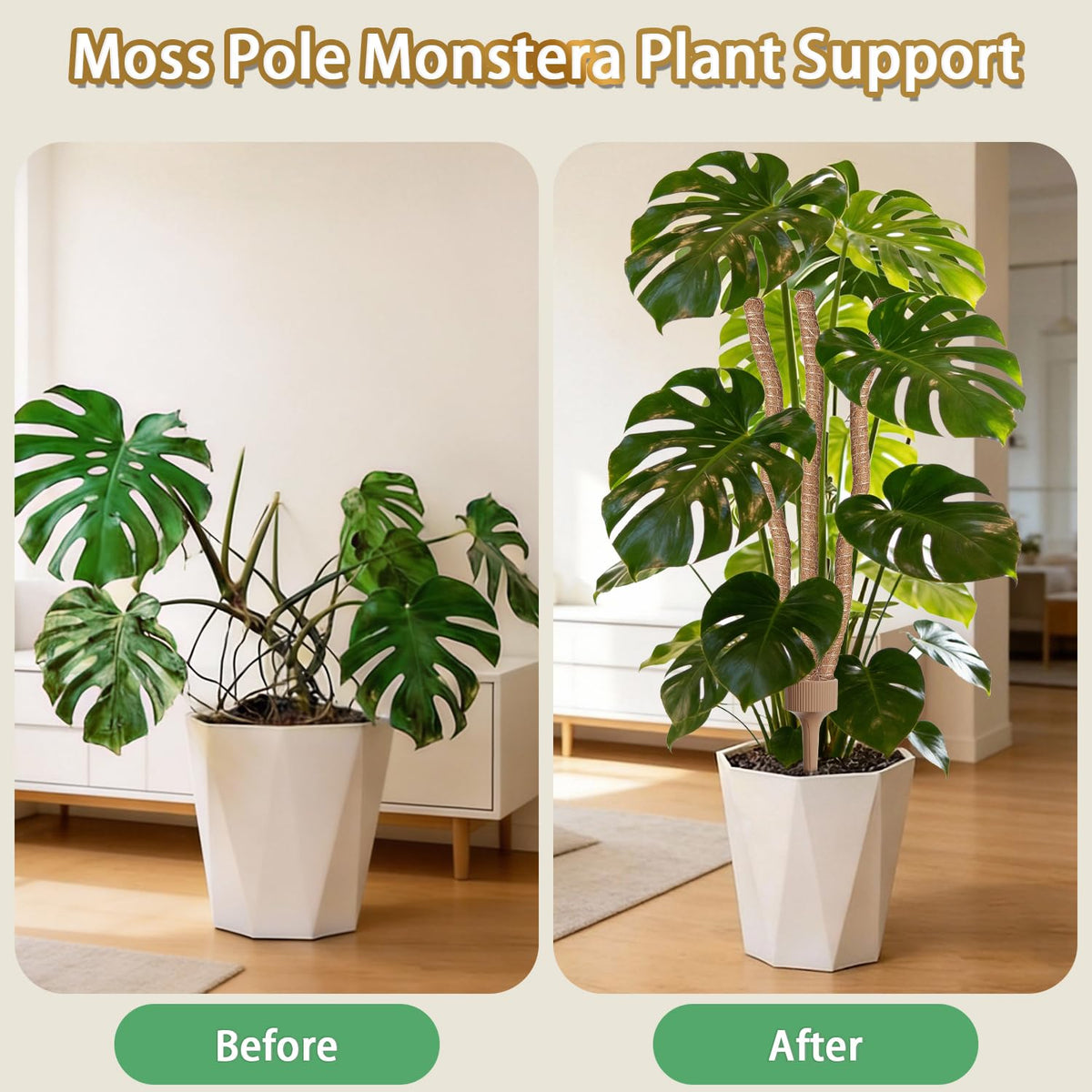 LECAMEBOR versatile climbing solution for variegated or large-leaf plants.