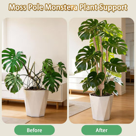 LECAMEBOR versatile climbing solution for variegated or large-leaf plants.