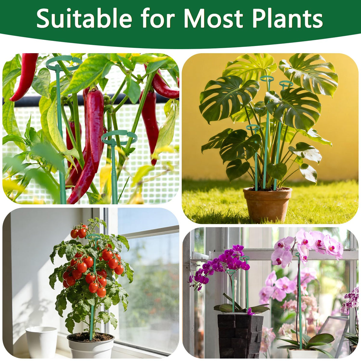 LECAMEBOR versatile for monstera orchids tomatoes and more indoor plants