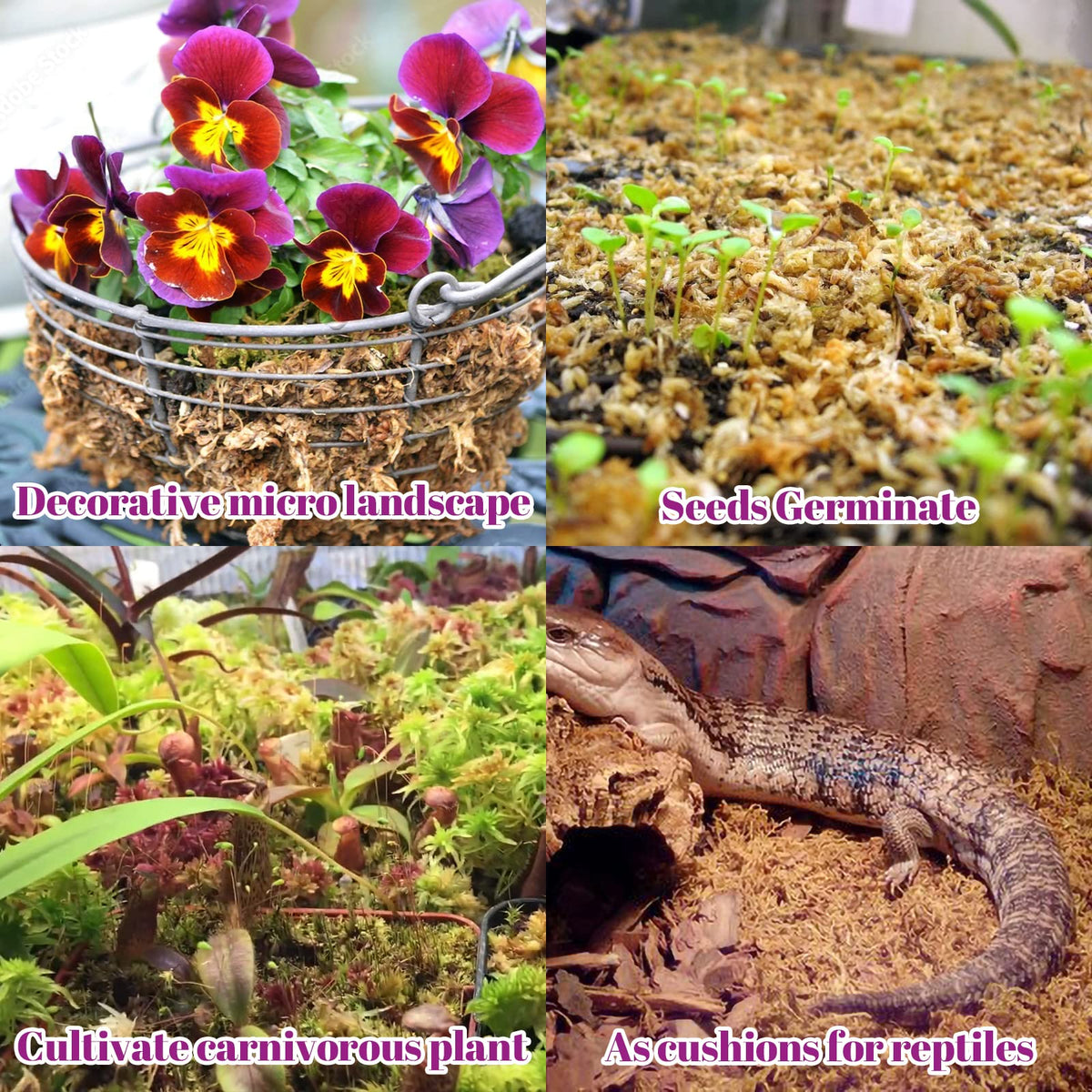 Legigo carnivorous plant moss suited for venus flytraps and friends.