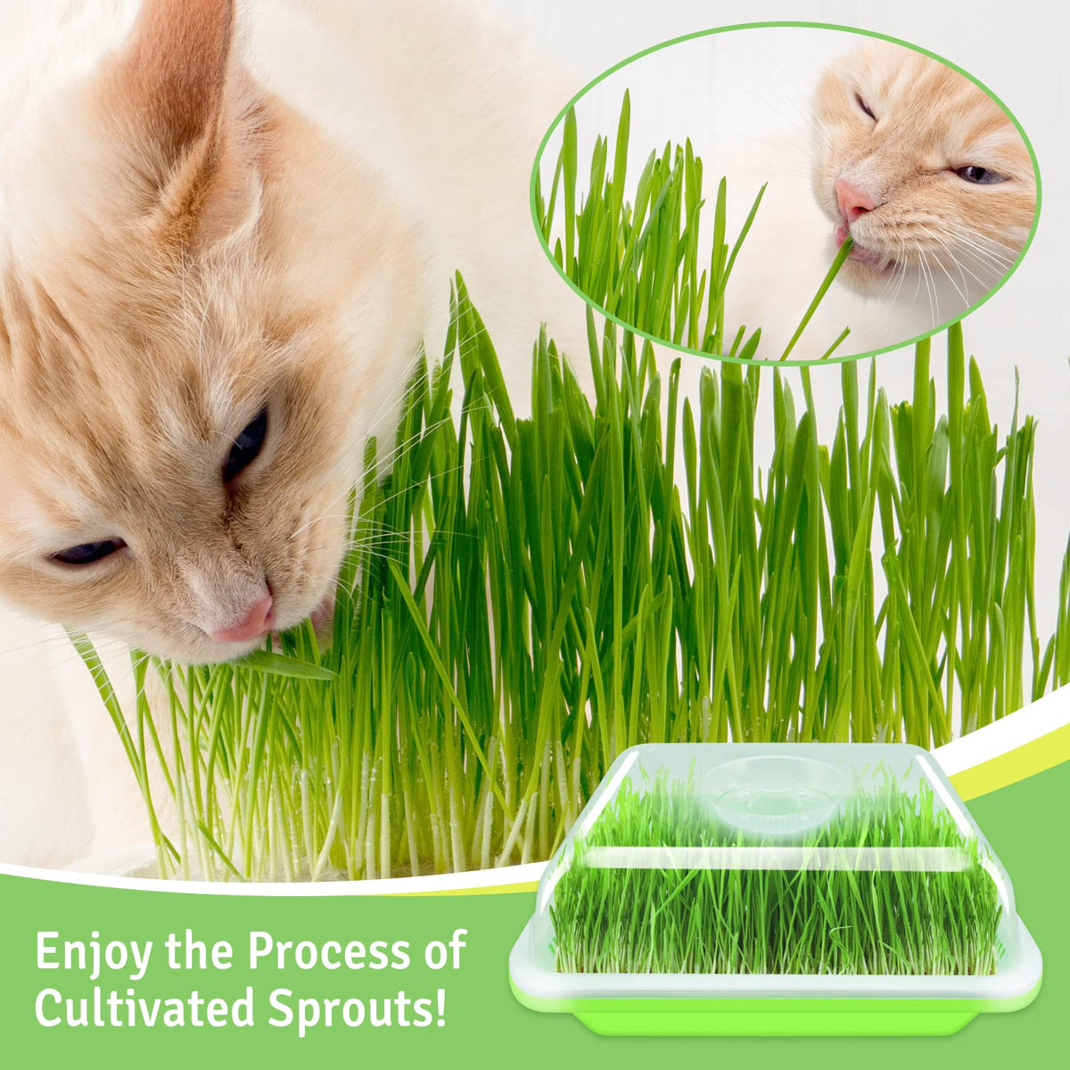 Legigo clear-cover design keeps humidity balanced for steady sprouting and light exposure.