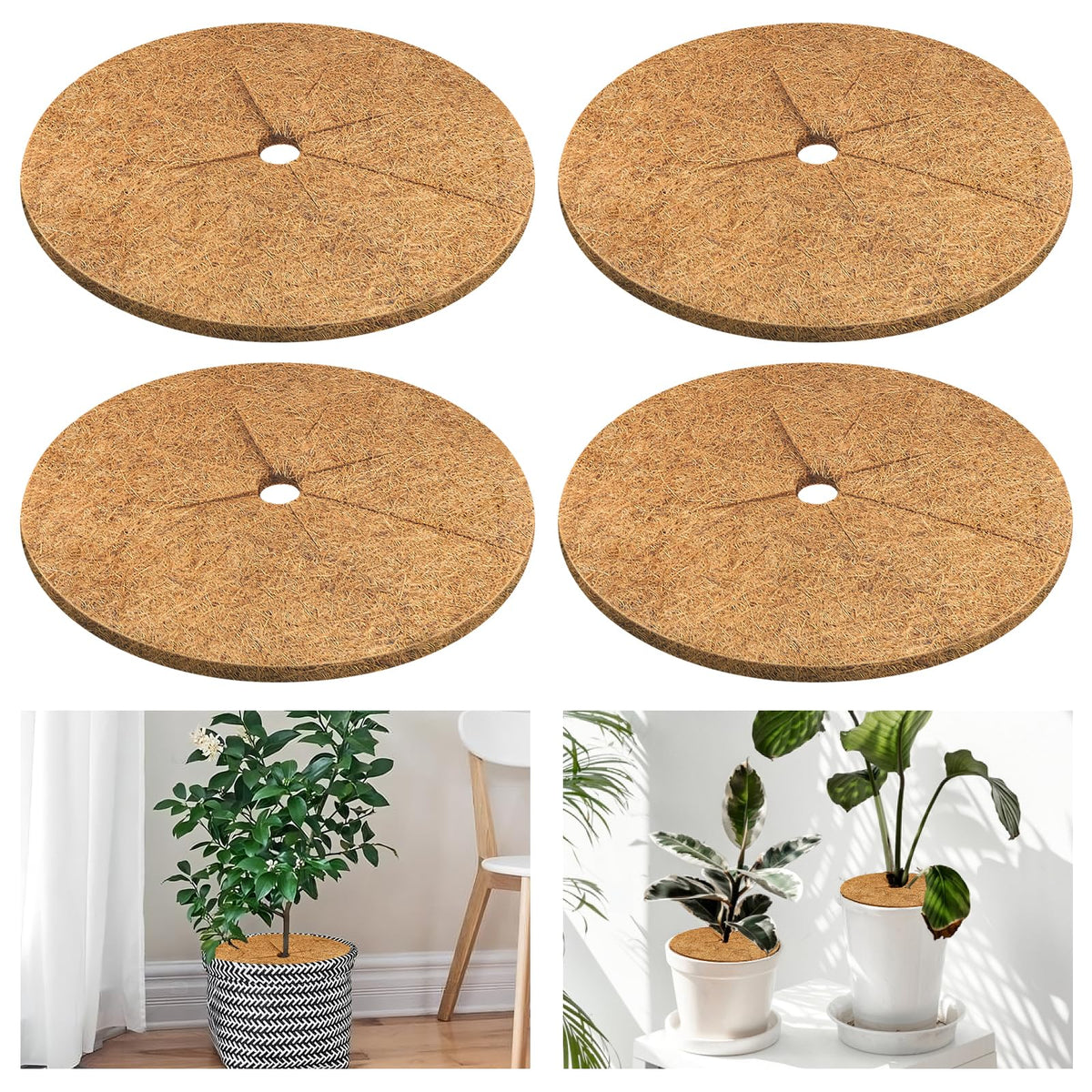 Legigo coconut fiber mulch ring around a plant pot showing soil moisture protection