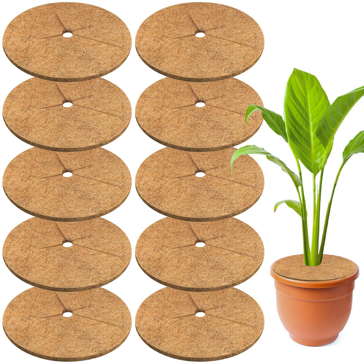 Legigo coconut fiber mulch ring around a tree promotes soil moisture retention in pots