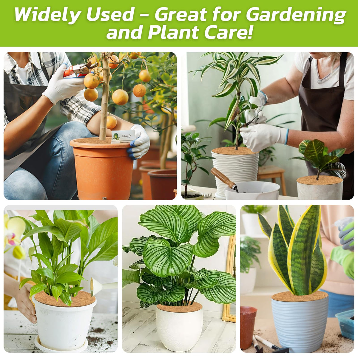 Legigo coconut fiber ring enhancing outdoor and indoor plant decor