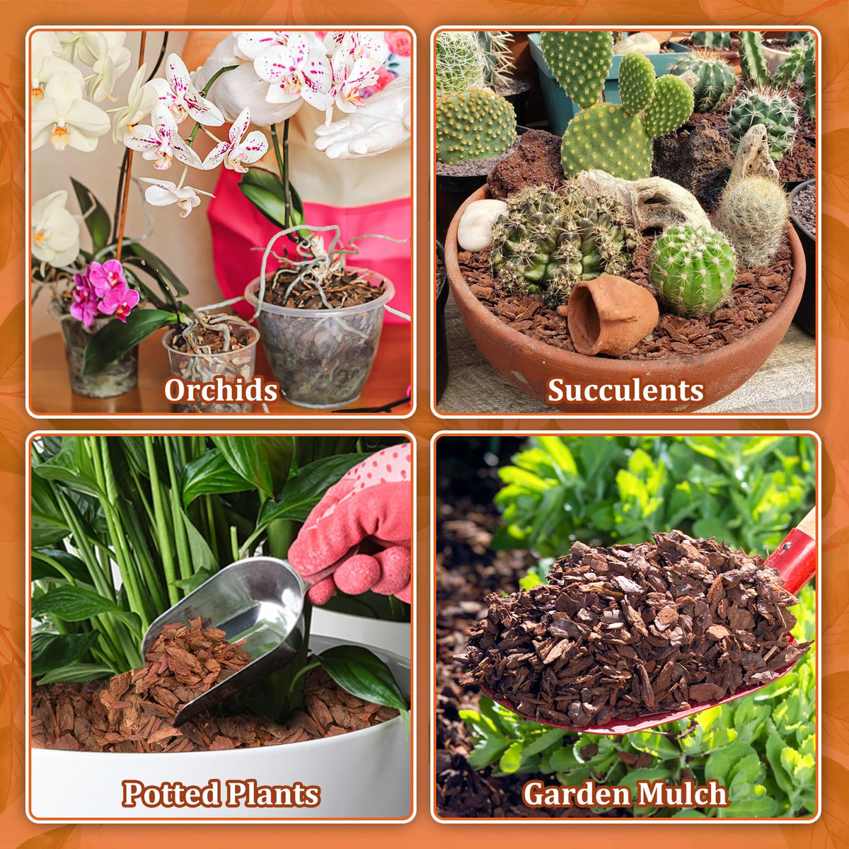 Legigo epiphytic orchid bark use supports epiphytic varieties.