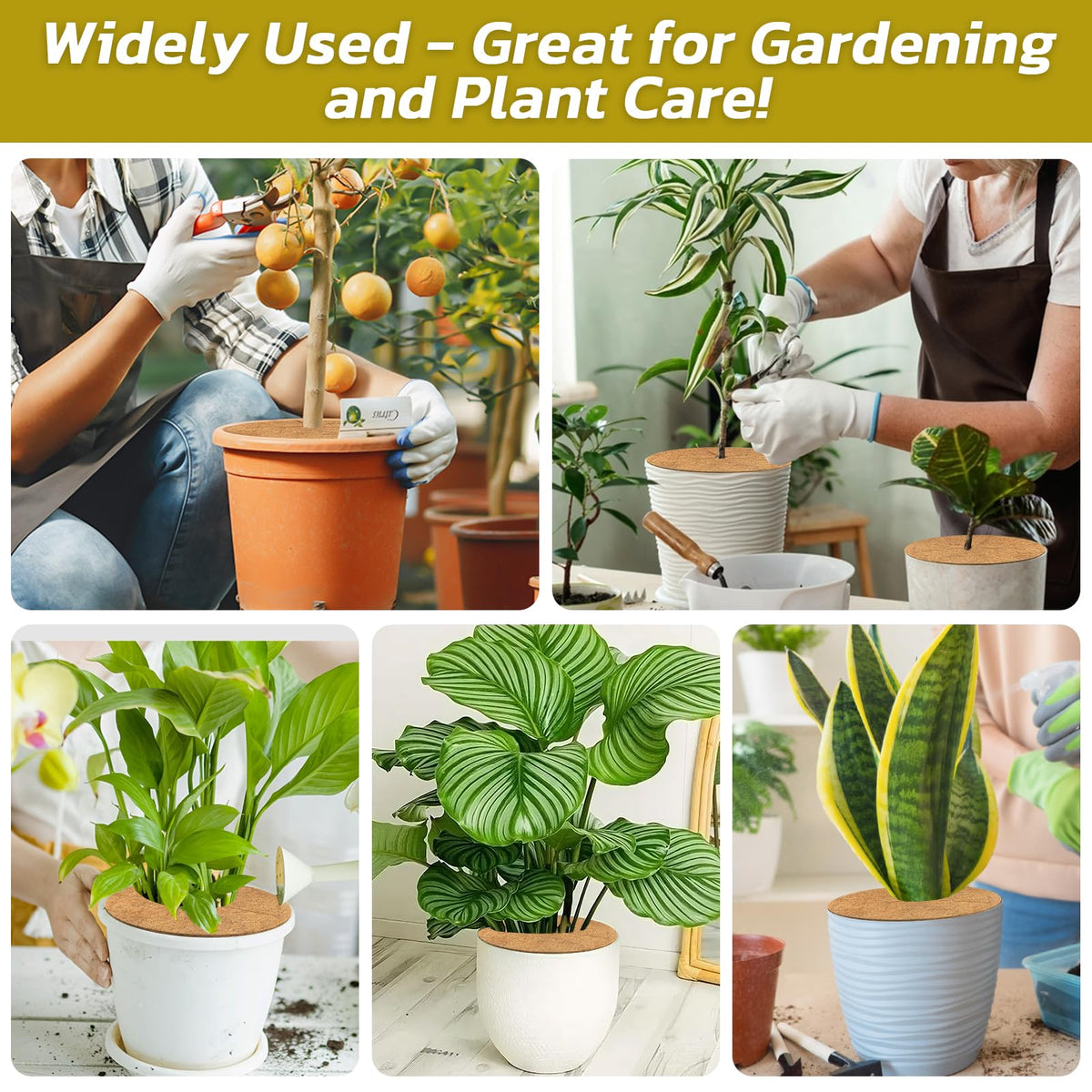 Legigo decorative mulch ring enhancing indoor and outdoor plant displays
