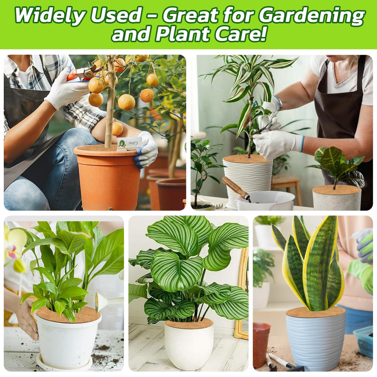 Legigo indoor outdoor ring keeps plants tidy and hydrated