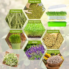 Legigo indoor microgreens and wheatgrass setup for fresh greens at home.
