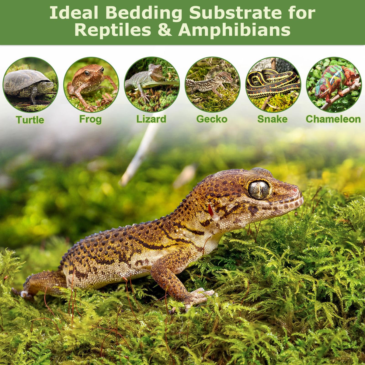 Legigo moss bedding provides cozy reptile substrate for shedding and comfort.