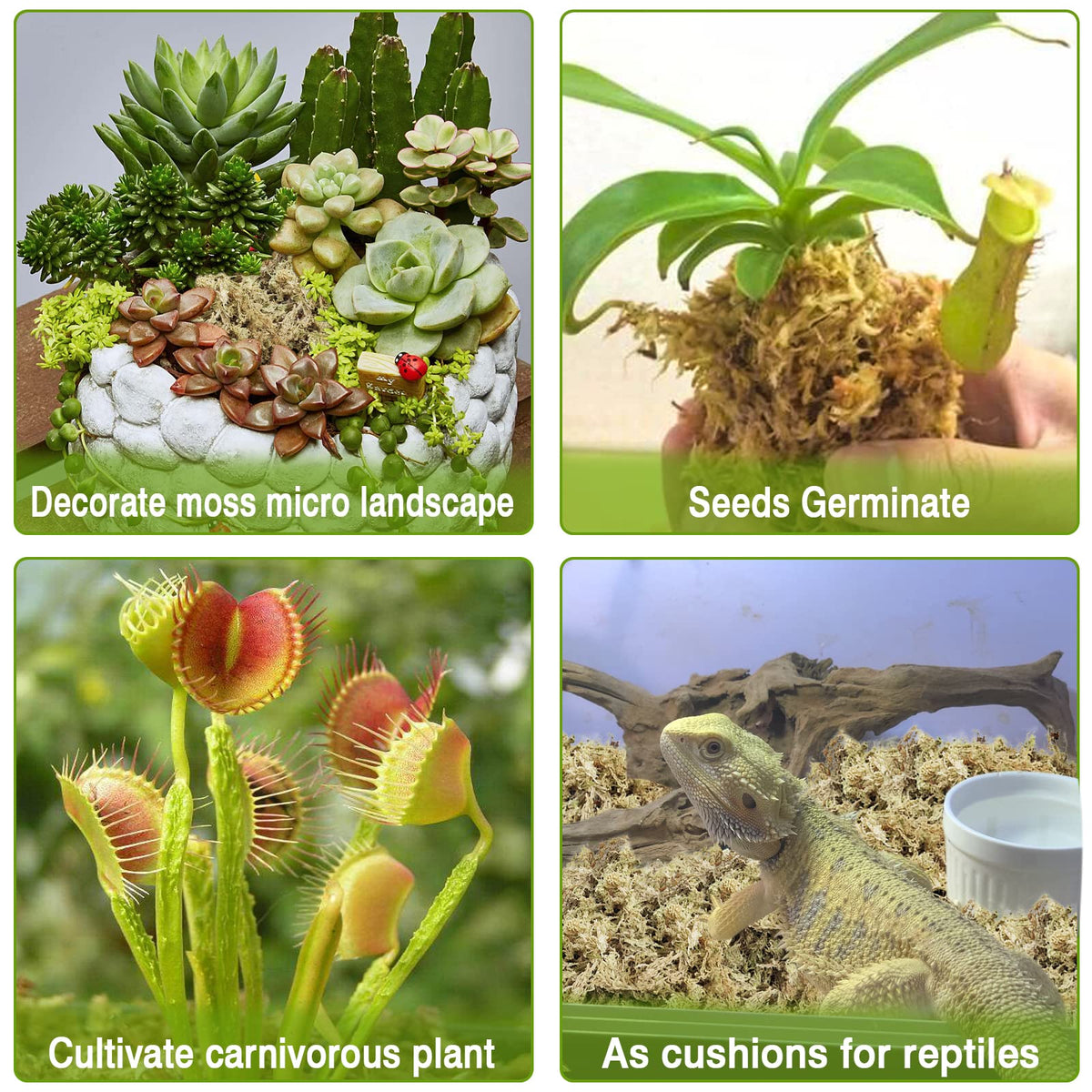 Legigo moss layer on orchid substrate keeps surface moist for rooting