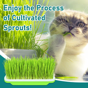 Legigo mung and wheatgrass sprouts offer fresh microgreens at home.