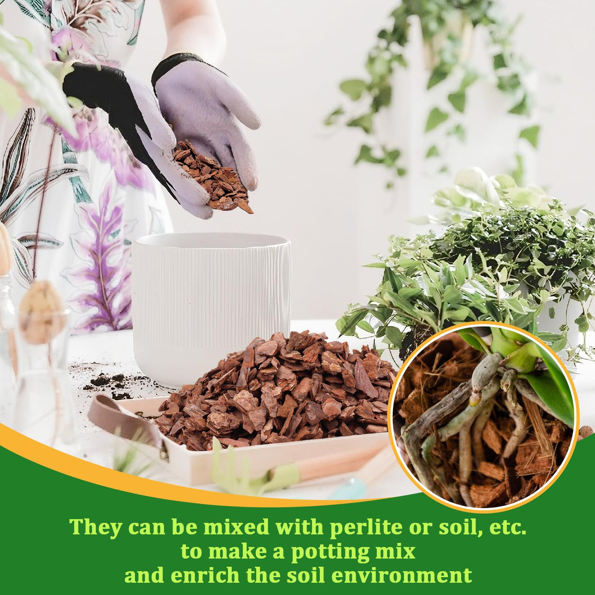 Legigo orchid bark used as decorative indoor mulch in orchid pots
