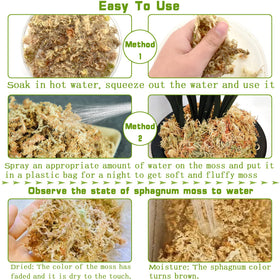 Legigo orchid moss with orchid roots supports healthy rooting and moisture