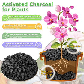 Charcoal enhances orchid soil drainage and airflow for epiphytic varieties