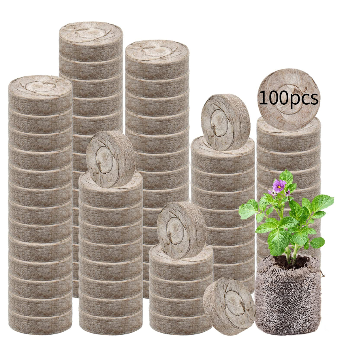 Legigo peat pellet expands to support growing seedlings
