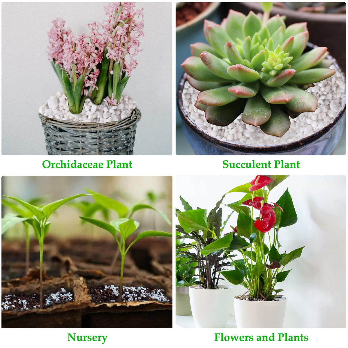 Legigo perlite ideal for cactus, Venus Flytrap, and tropical houseplant soils.