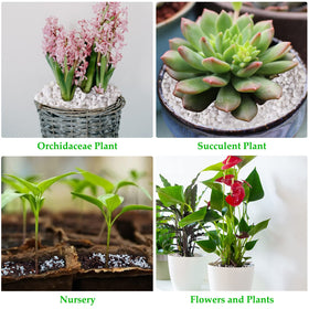 Legigo perlite ideal for cactus, Venus Flytrap, and tropical houseplant soils.