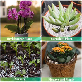 Legigo perlite can be used as decorative stones for micro landscapes